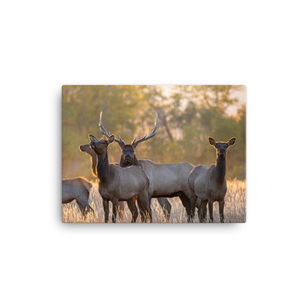 Bull Elk & Cows – Canvas – Western Scenic Goods