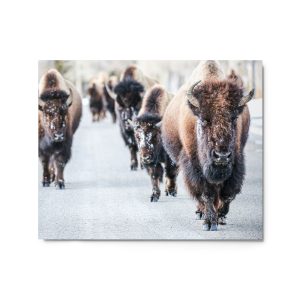 Bison Walk - Metal prints