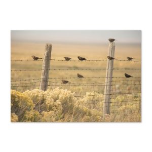 Sparrows - Greeting card