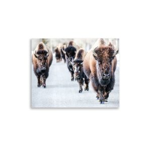 Bison Walk - Photographic Print