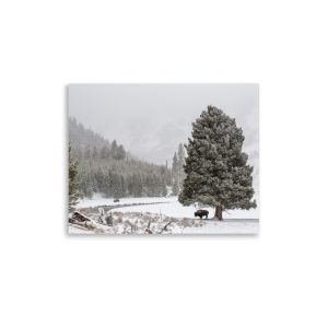 Lone Winter Bison - Photographic Print