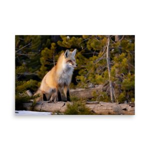 Winter Fox - Photographic Print