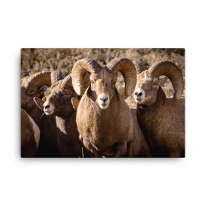 Bighorn Rams - Canvas