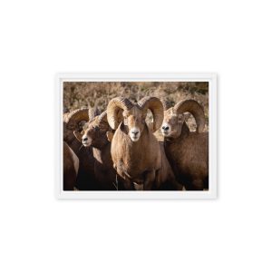 Bighorn Rams - Framed canvas