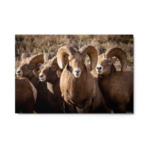 Bighorn Rams - Metal prints