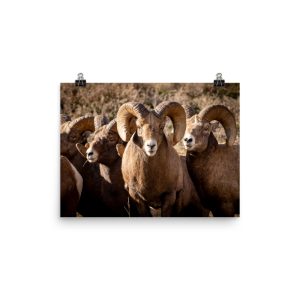 Bighorn Rams Photo paper poster